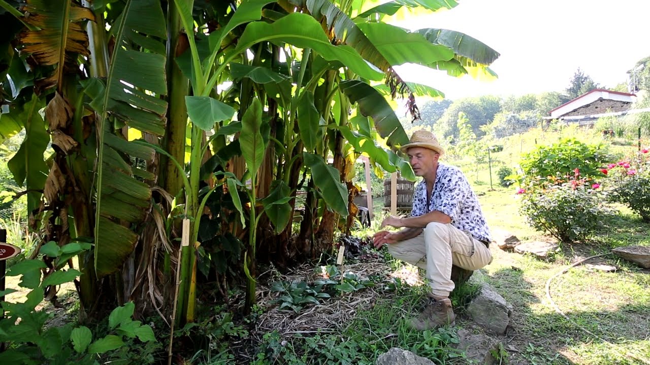 Video 160 - Musa basjoo aggiornamento