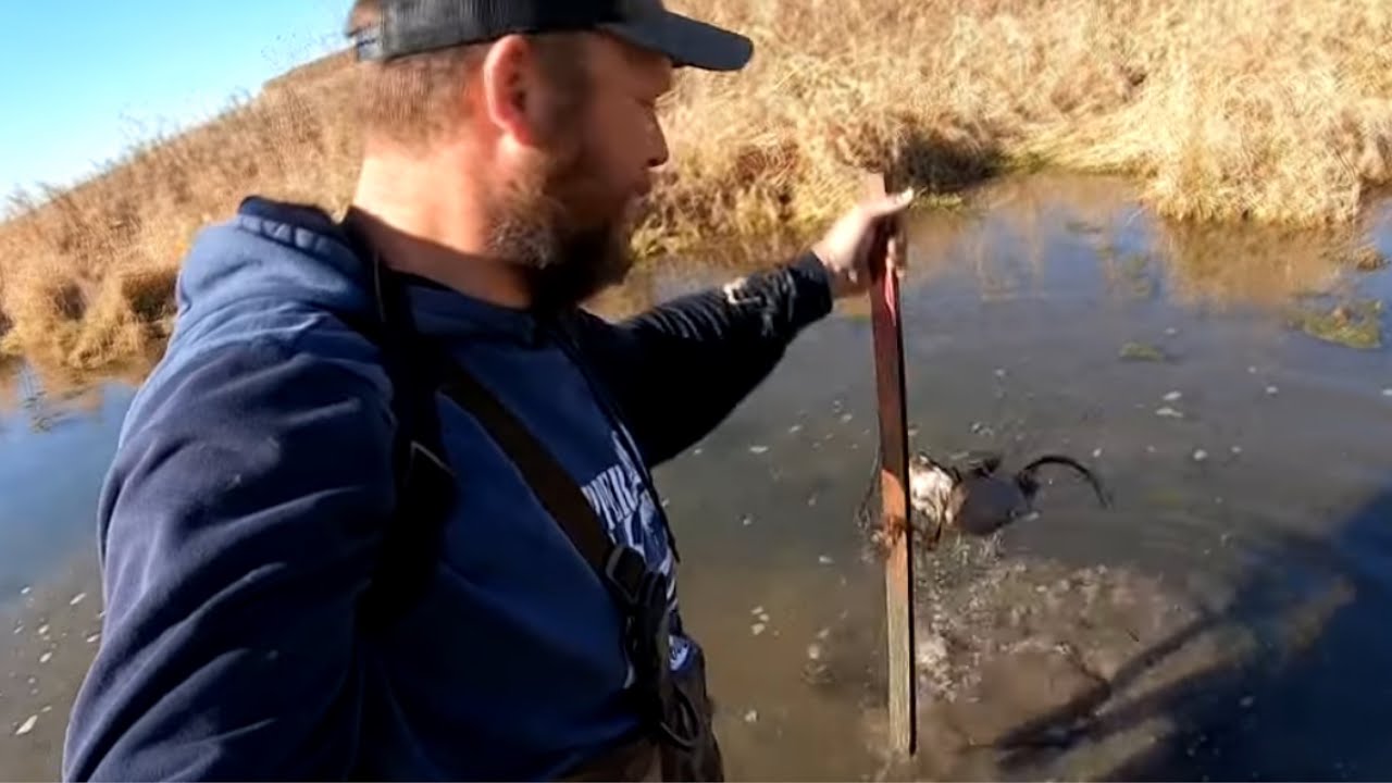 Filming a muskrat going into a trap &ldquo;surprising results&rdquo; {vlog 30}