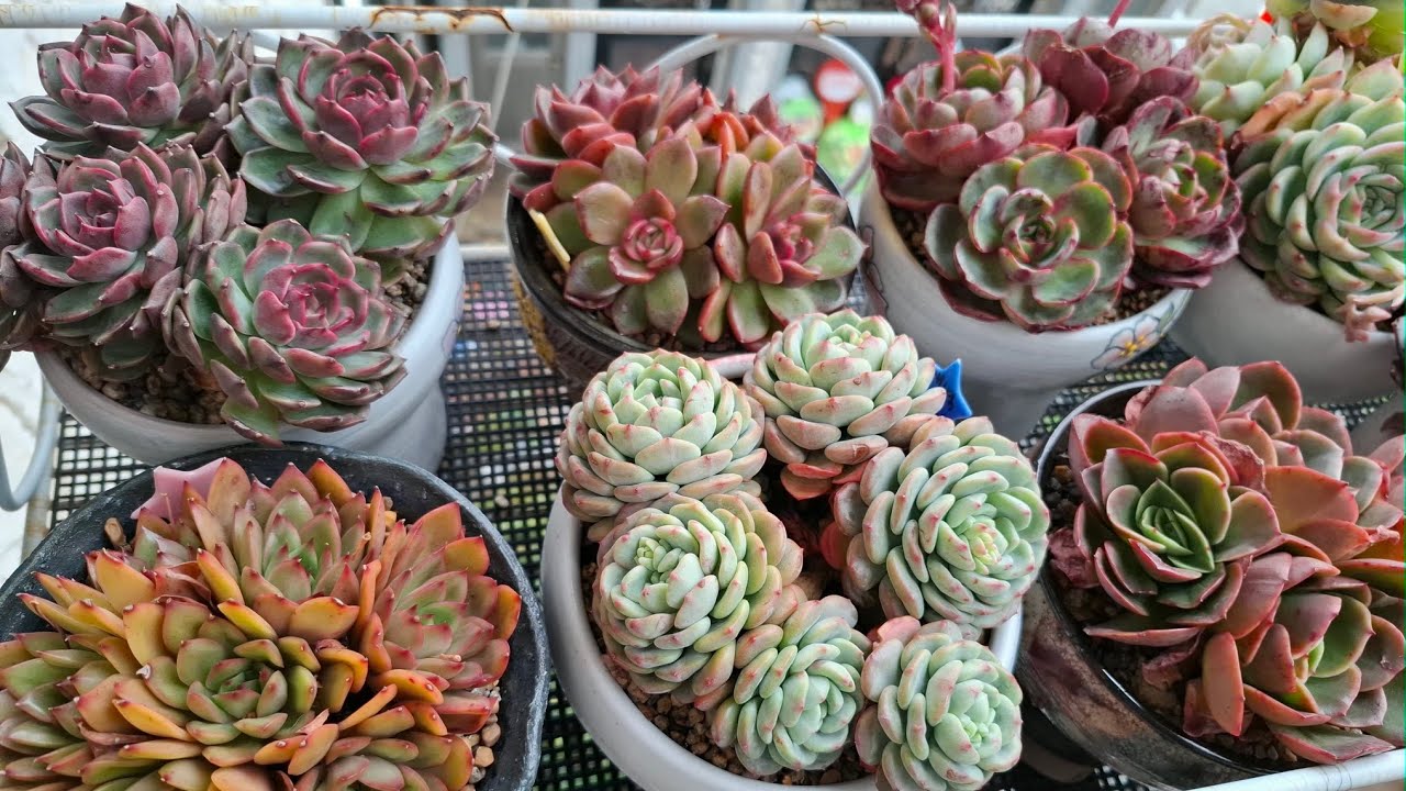 03.02 집에서 쫒겨나서 담벼락인데 태풍급 바람에 추워 죽것어요 ㅋ #succulent #다육식물 