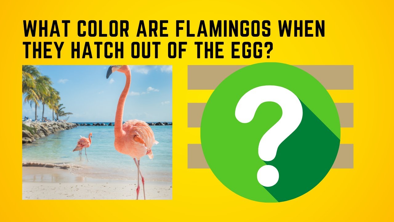 General Knowledge Quiz - Trivia Quiz