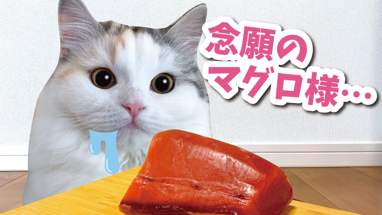 初めてマグロのブロックを見た猫の反応がこちら【おしゃべりする猫】 【猫アテレコ】