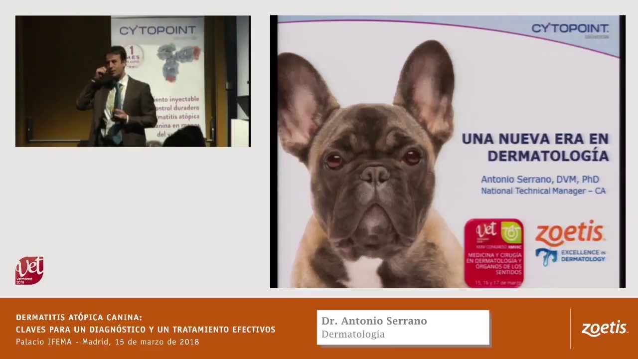 Dermatitis at&oacute;pica canina: claves para un diagn&oacute;stico y tratamiento efectivos. Dr. Antonio Serrano