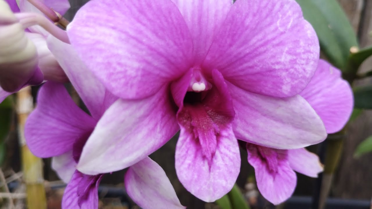 QUANDO VOCÊ AMANHECE ASSIM AS FLORES TE ALEGRAM!