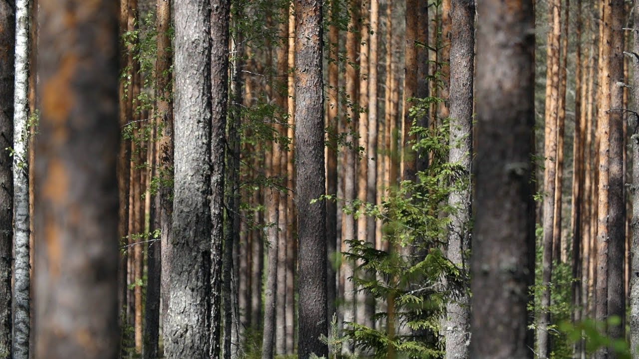 Metsät 4. Sertifiointi