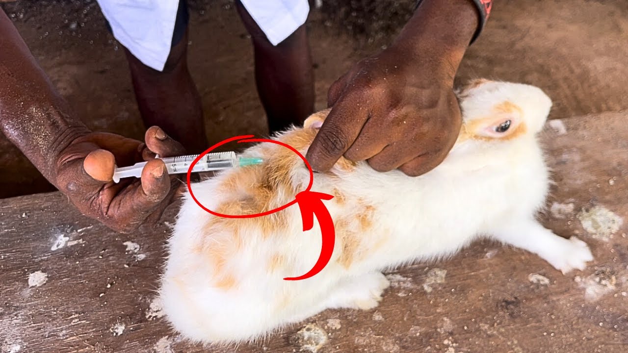 Comment vacciner les lapins  contre la gale et les moyens de préventions