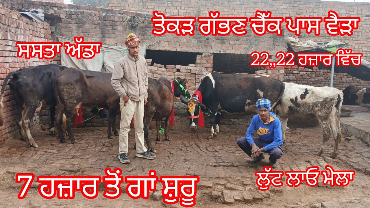 27 February 2026 ਤੋਕੜ ਗੱਭਣ ਚੈੱਕ ਪਾਸ ਵੈੜਾ 22,,22 ਹਜ਼ਾਰ ਵਿੱਚ 7 ਹਜ਼ਾਰ ਤੋਂ ਗਾਂ ਸ਼ੁਰੂ /cow for sale 