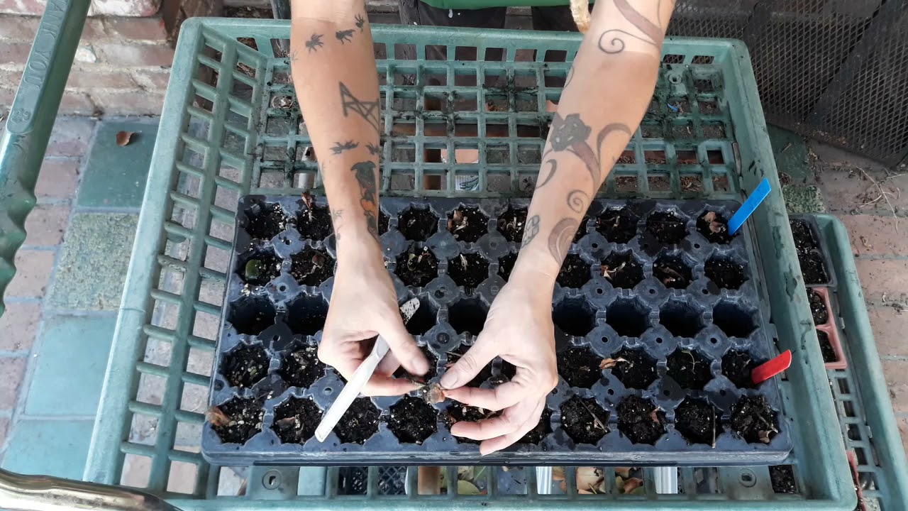 Goldfish Plant Node Vs Internode Results