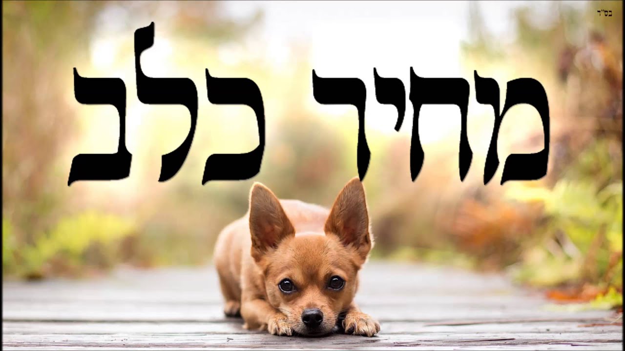 מחיר כלב - שיעור תורה בספר הזהר הקדוש מפי הרב יצחק כהן שליט