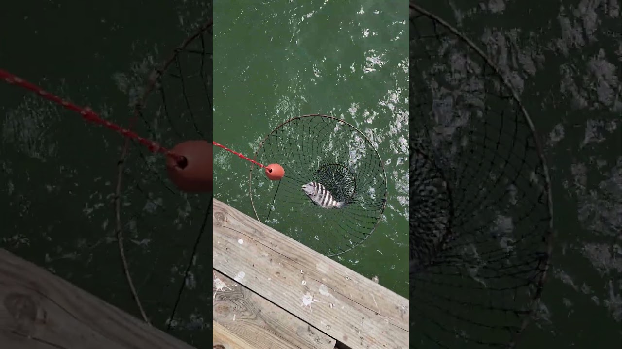 #Jaxbeach⛱️#fishing🎣 #florida🌴#Sheepshead fish 🐟#coldones 🍺 🍻