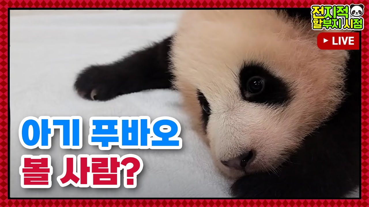 [전지적 할부지 시점 : 정주행] ep.115 하루종일 아기 푸바오 같이 볼 뿌딩이 손!!! 전할시 몰아보기🐼 │ Panda World