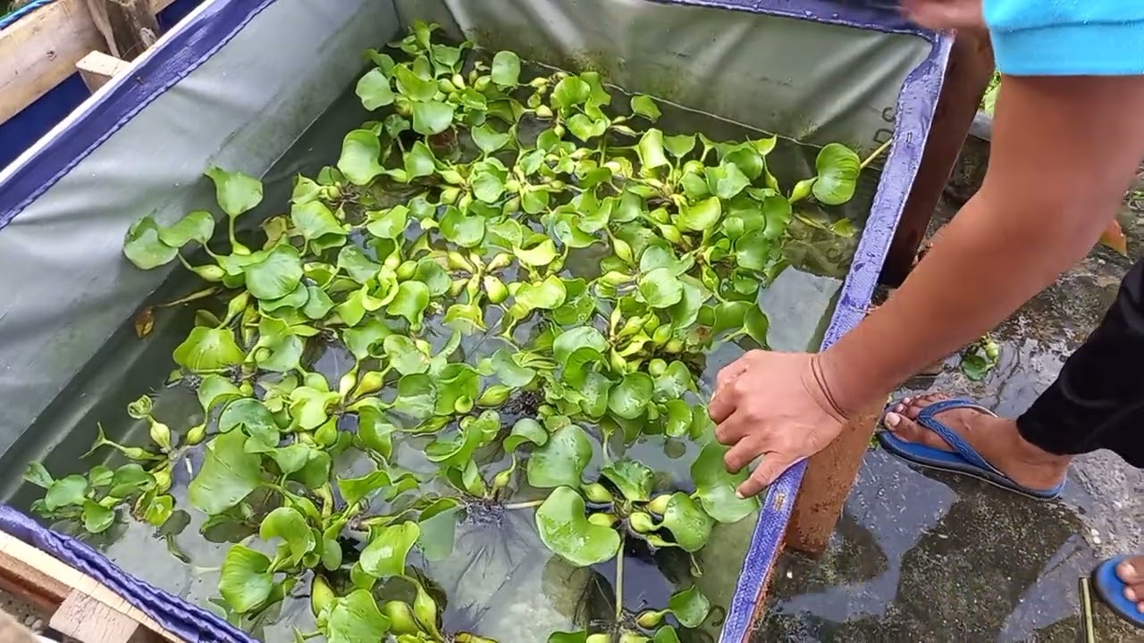 PART - 17 CARA PEMIJAHAN IKAN GABUS SECARA ALAMI DI KOLAM
