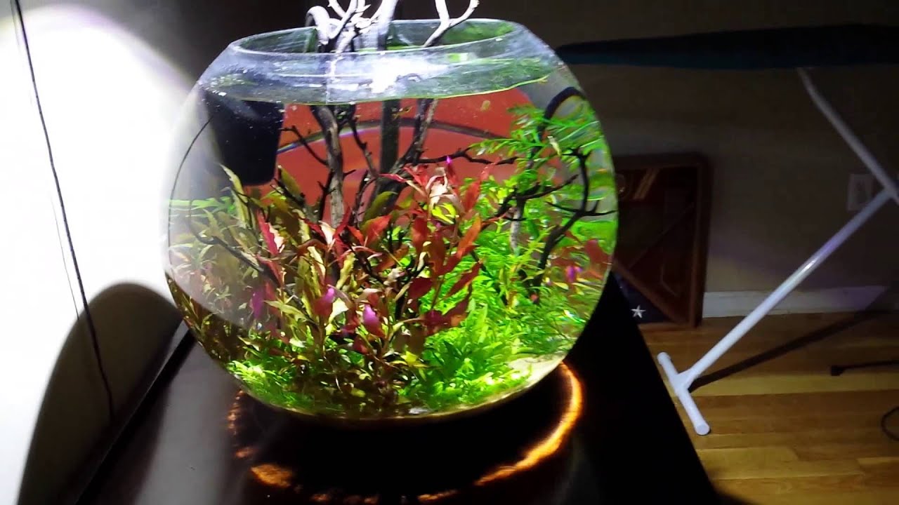 15 gal fish bowl