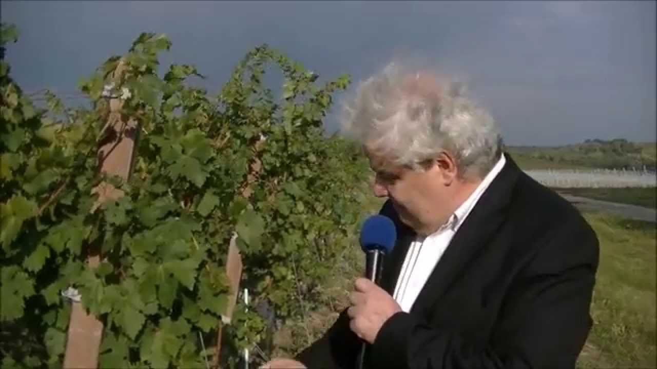 La strugurit pe Domeniile Sâmburești
