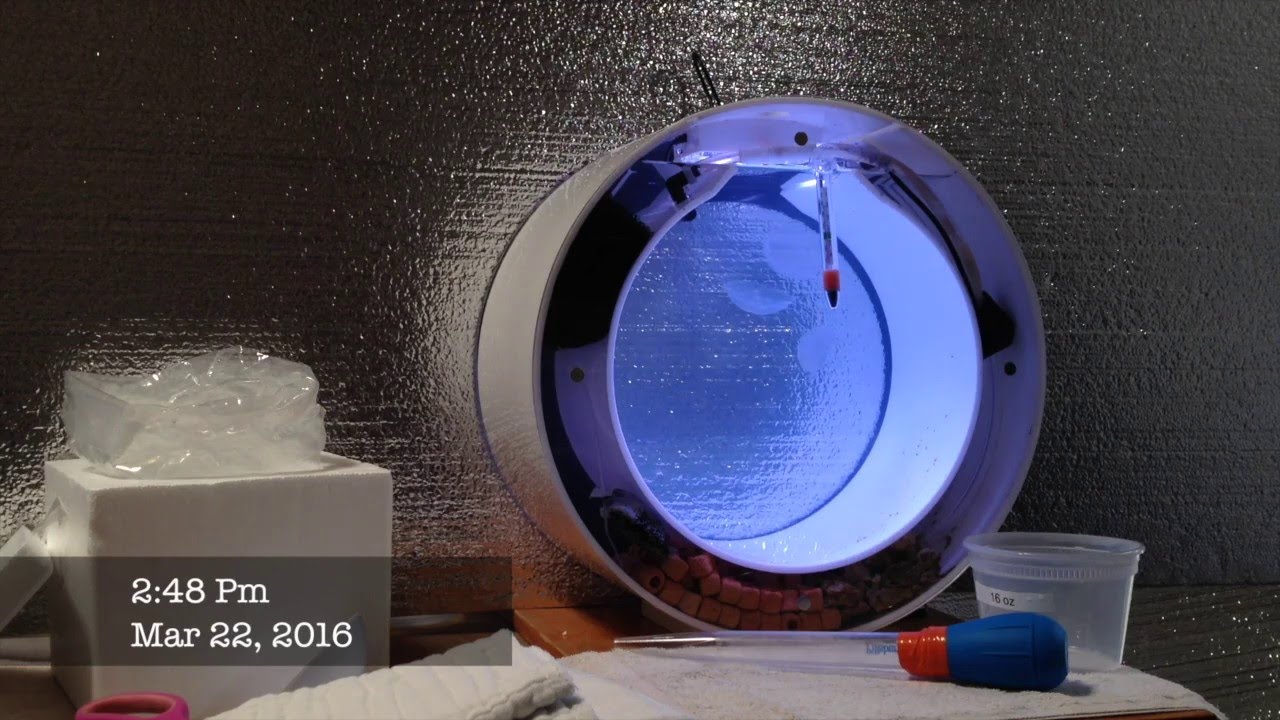 Watch these Jellyfish Grow in the Cubic Orbit 20!