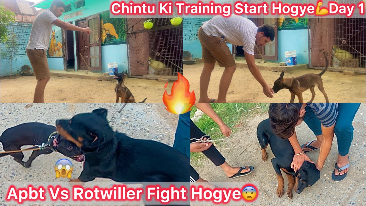 Finally Chintu Ki Traning Start Hogye🔥Day 1💪|| Blackking Ka Firse Panga Hogya😨Use Rotwiller Se😡