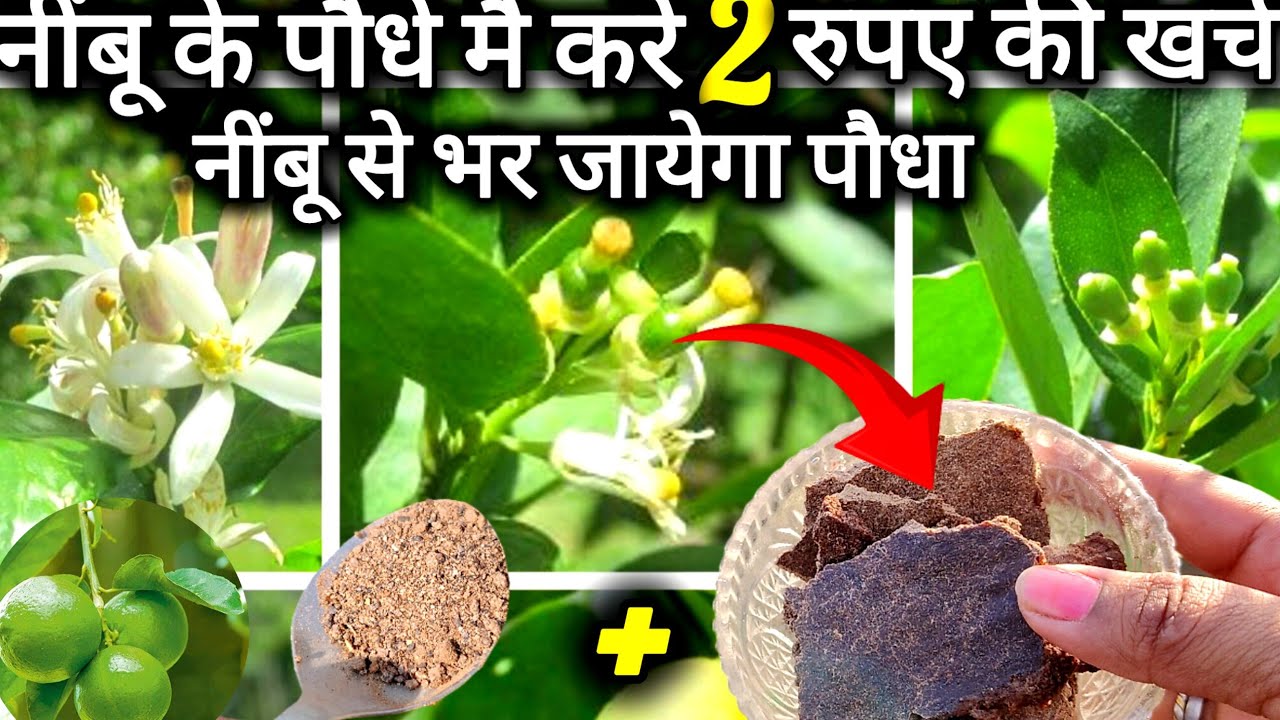 जनवरी में नींबू के पौधे पर 2 रुपए का खर्चा करिए और पूरे पौधे को नींबू से भरिए। Lemon plant care tip