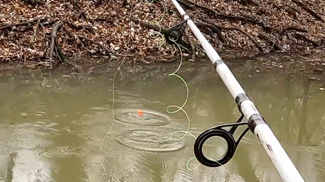 Took Cut Bait To This Creek Just See What Would Happen
