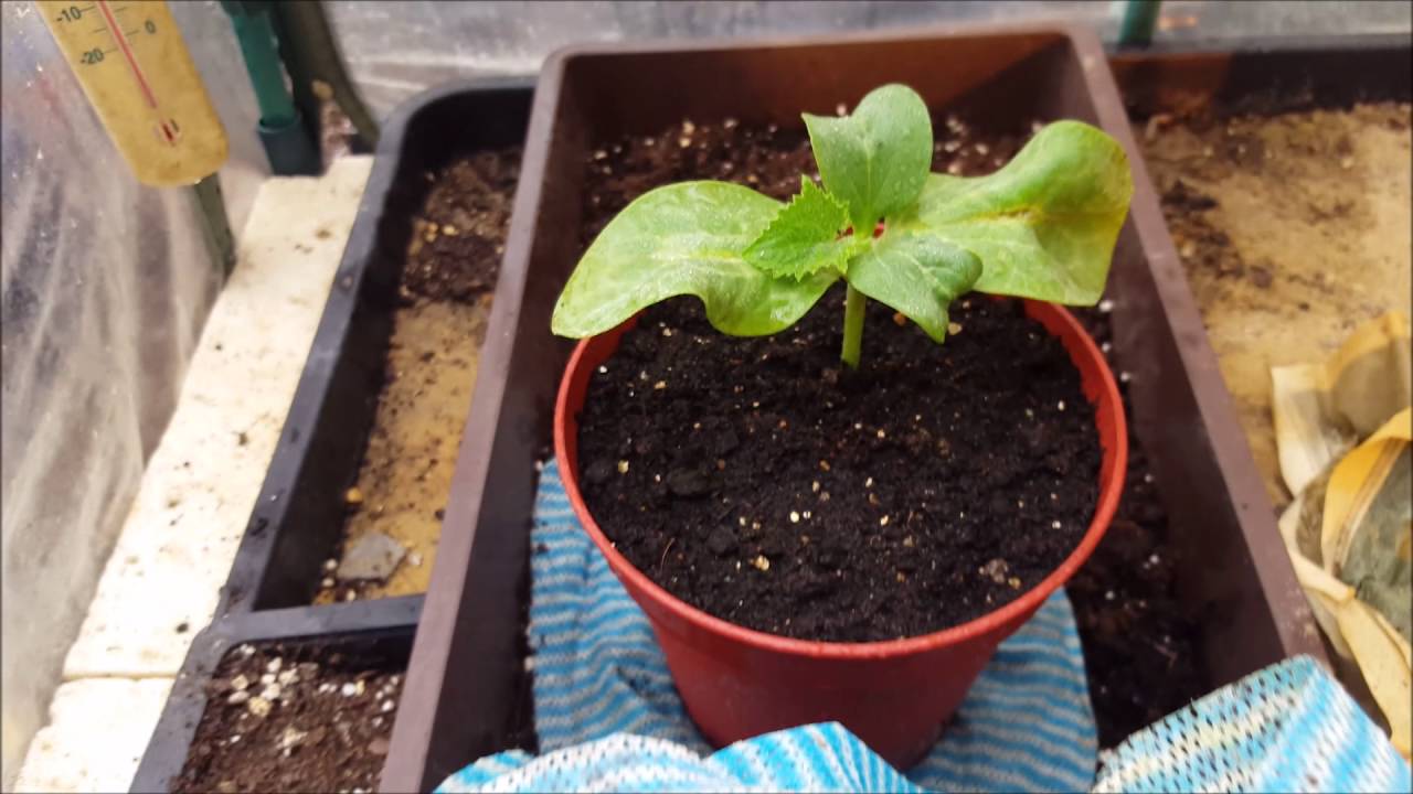 Giant Veg: How to Graft Cucurbit Plants
