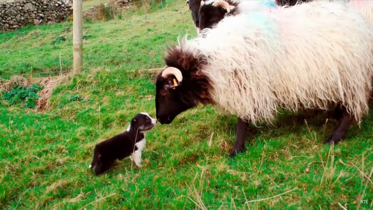Man's Best Workmate - Border Collie puppies | Big Week on the Farm | RT&Eacute; One