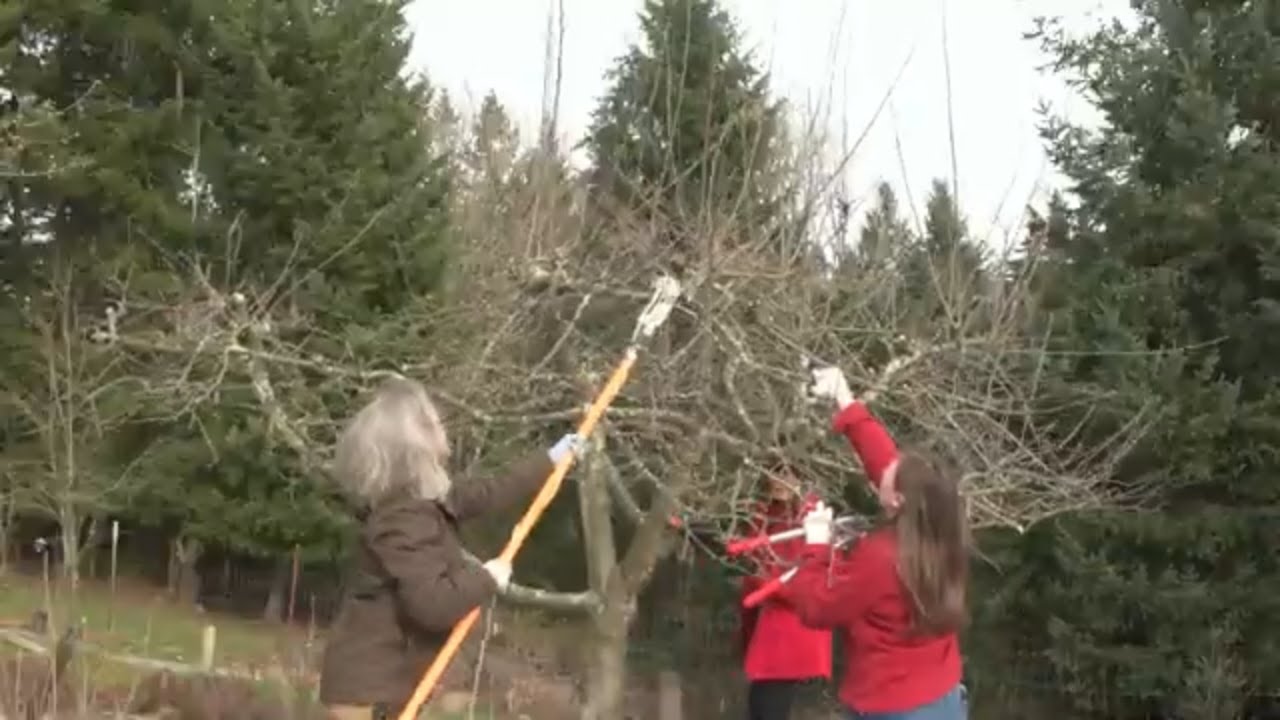 Apple Tree Pruning with OSU Master Gardeners