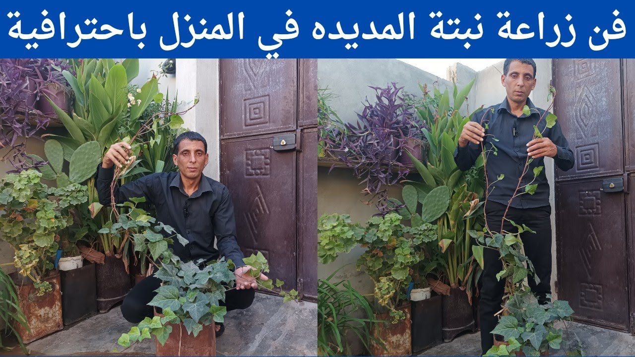 افضل طريقة لزراعة نبات المديده المعلقة(العليقه)