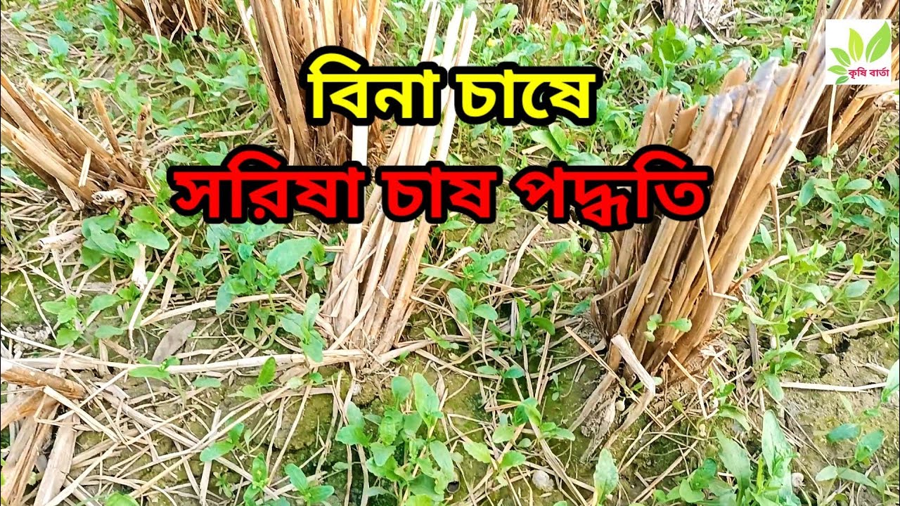 বিনা চাষে সরিষা চাষ।