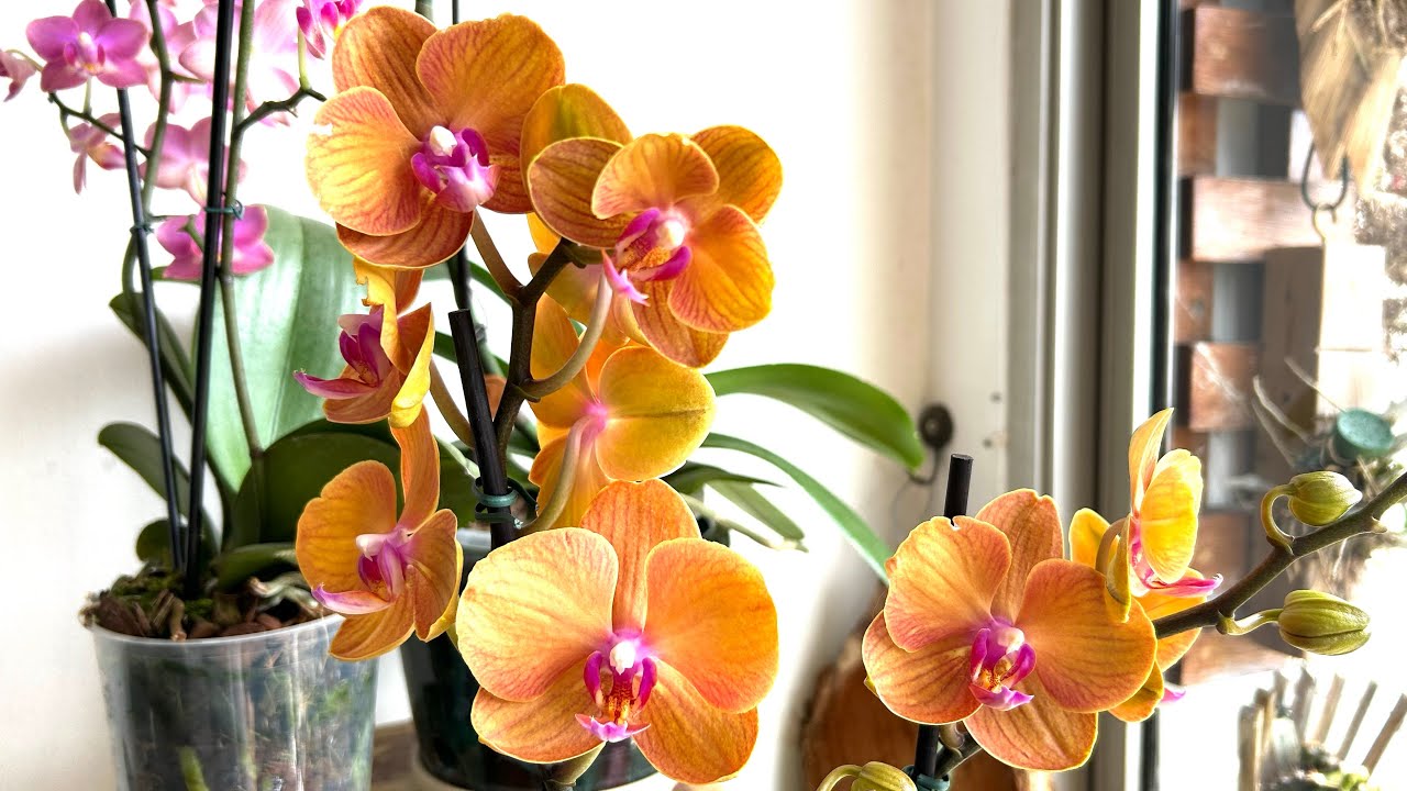 Phalenopsis replantada em vaso raso de barro e sobre tijolo com musgo esfagno