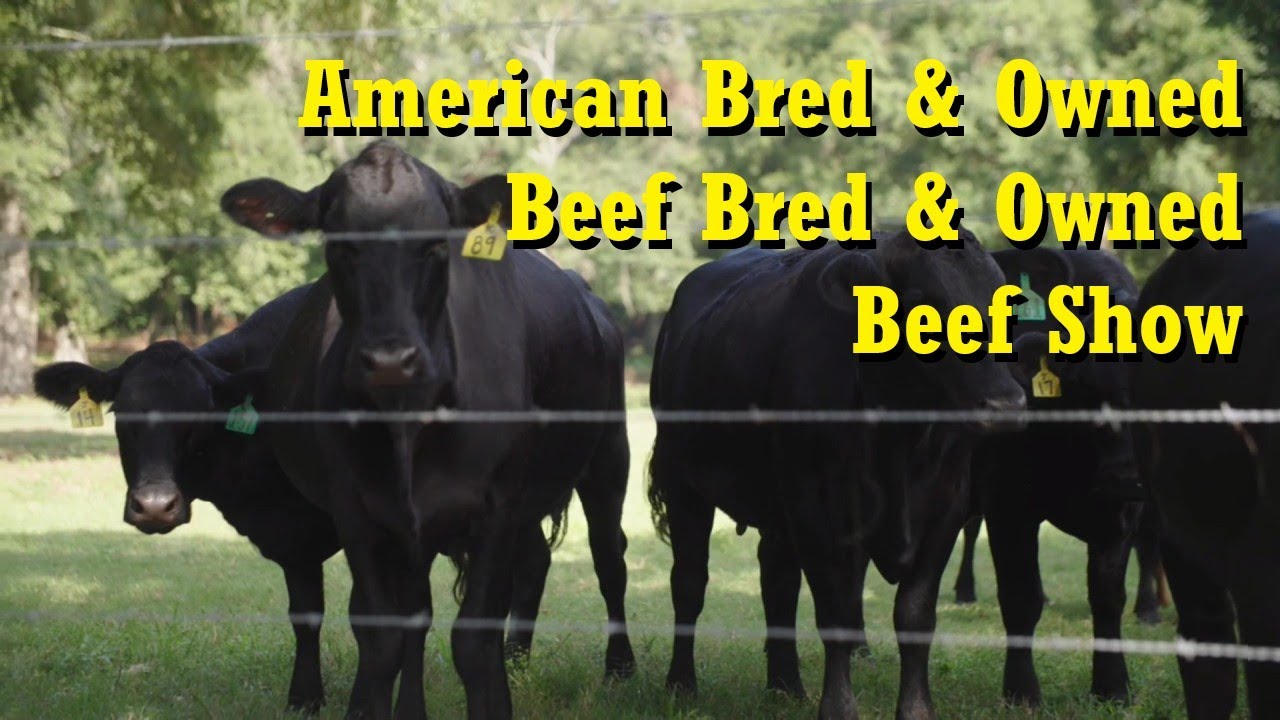 2026 ACYFLS - Beef Cattle Shows