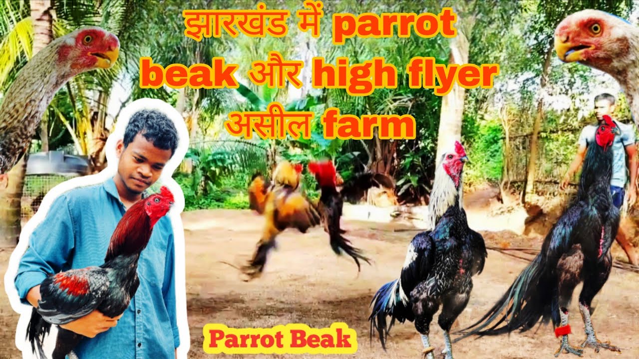 High flyer or Parrot beak murga murgi available aseel farm jharkhand Jamshedpur 