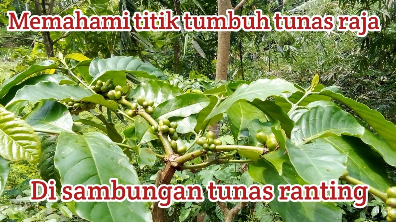 Cara memahami titik tumbuh tunas raja 