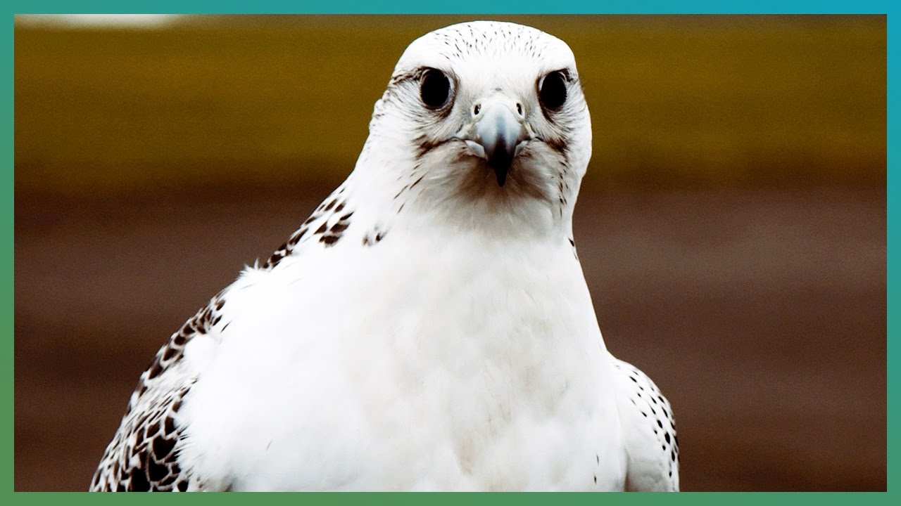 How Fast Is A Gyrfalcon? | BBC Earth Explore