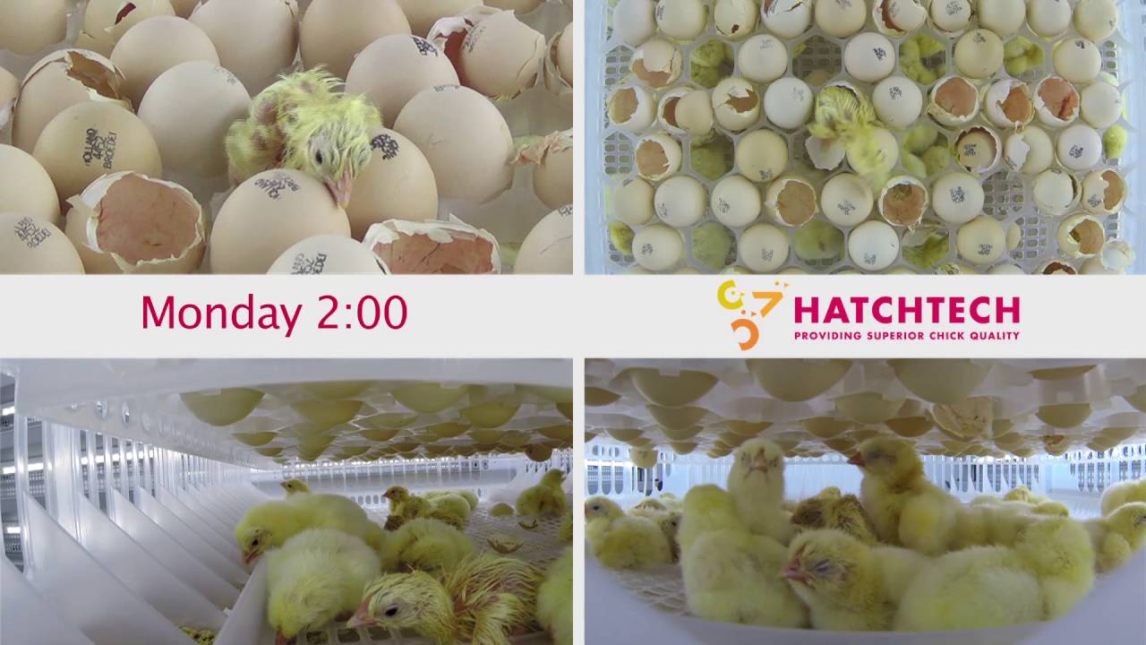HatchCare Hatching EN