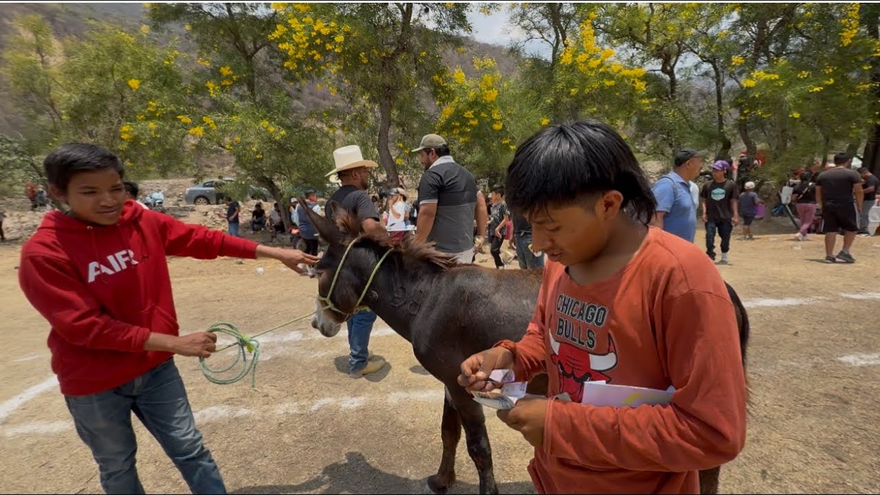 Este muchacho se llevó mucho dinero 🤑💰En una Increíble Carrera de Burros 🐎⚠️/ Alcozauca Gro