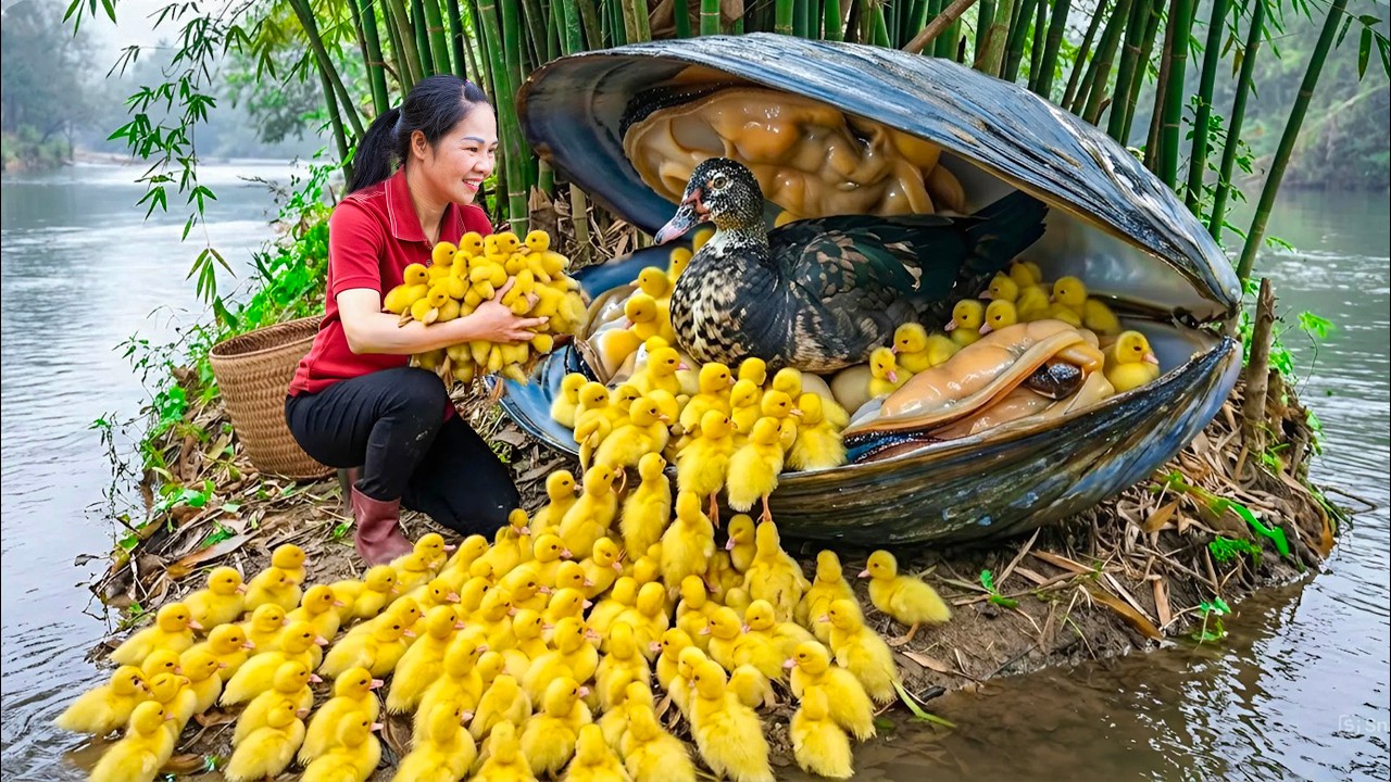 Harvesting Clams : Rescuing Ducklings Trapped inside a Giant Clam & Go to Market Sell | Country life