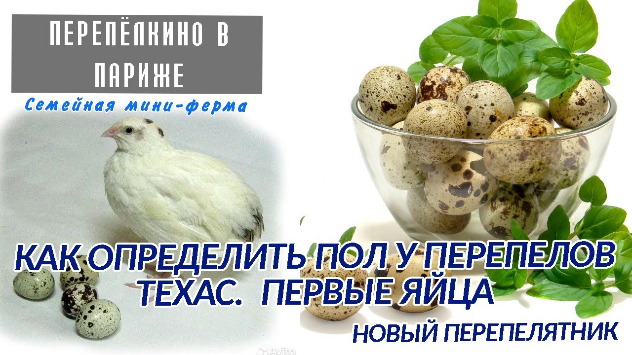 КАК ОПРЕДЕЛИТЬ ПОЛ У ПЕРЕПЕЛОВ ПОРОДЫ ТЕХАС  ПЕРВЫЕ ЯЙЦА 44 - 45 ДНЕЙ