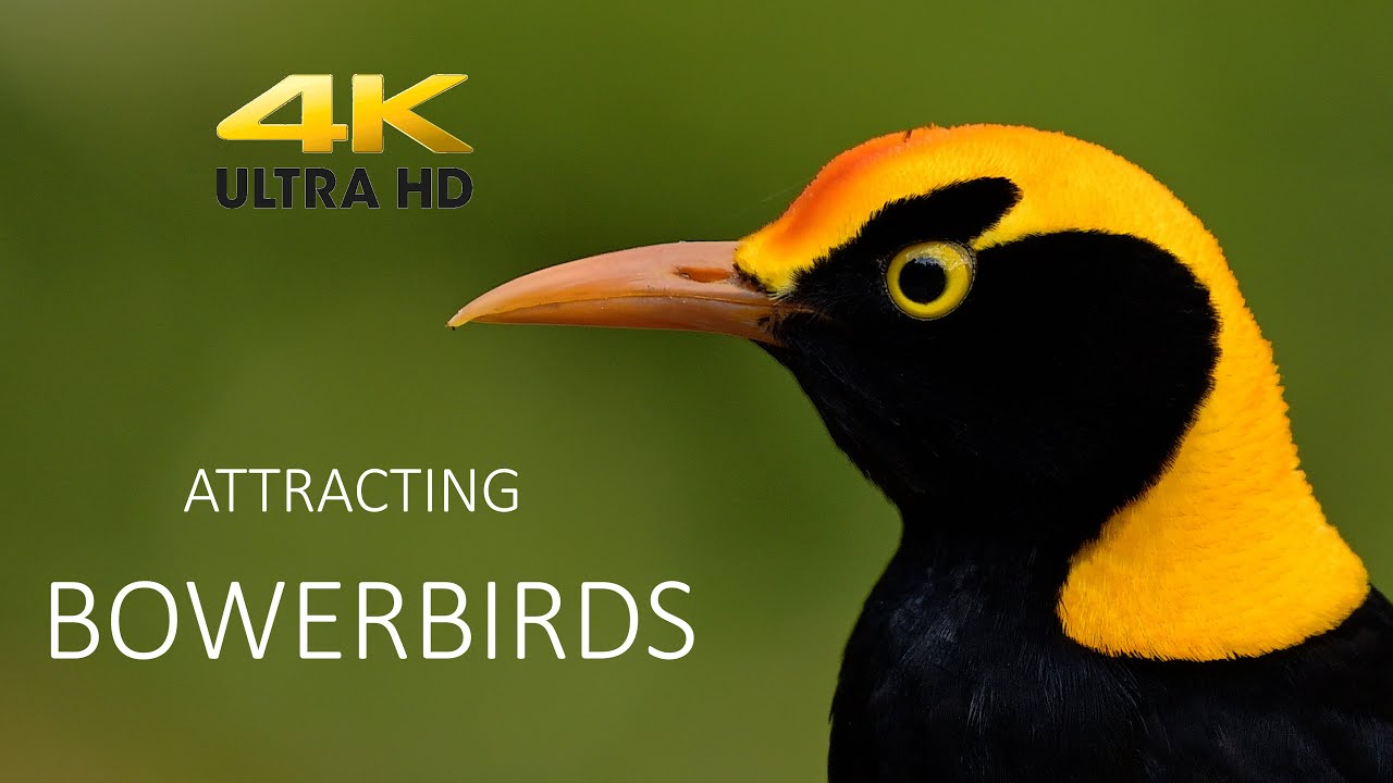 Attracting Bowerbirds Australia's Most Beautiful Rainforest Bird