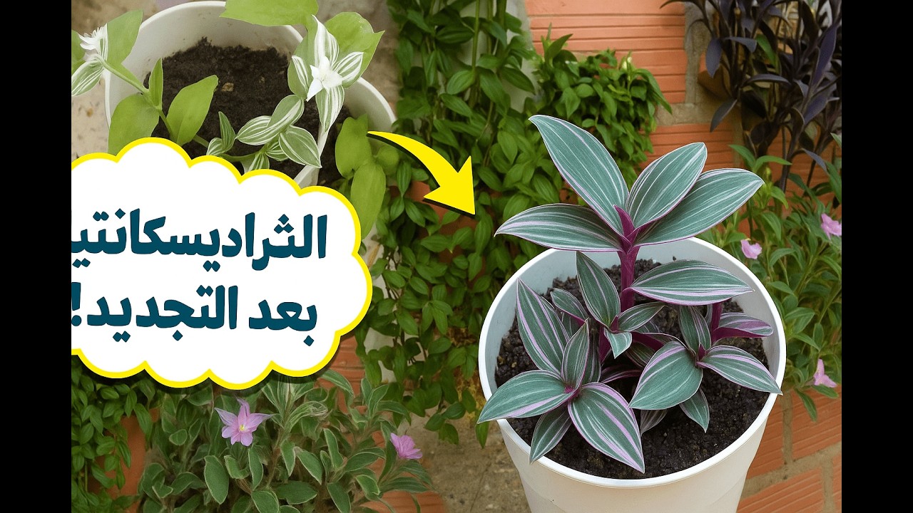 طريقة العناية بنبتة الثراديسكانتيا#تغيير التربة والأصص+نصائح لتكثيف النمو#ألوان المكحلة ماراح تصدقها