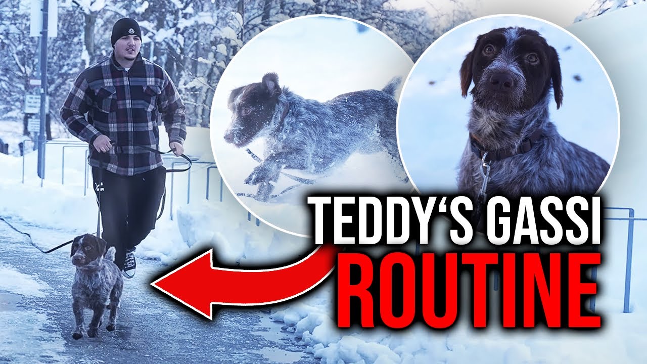 Spaziergangsroutine mit Teddy aus dem Tötungsheim.. 🐶❤️‍🩹