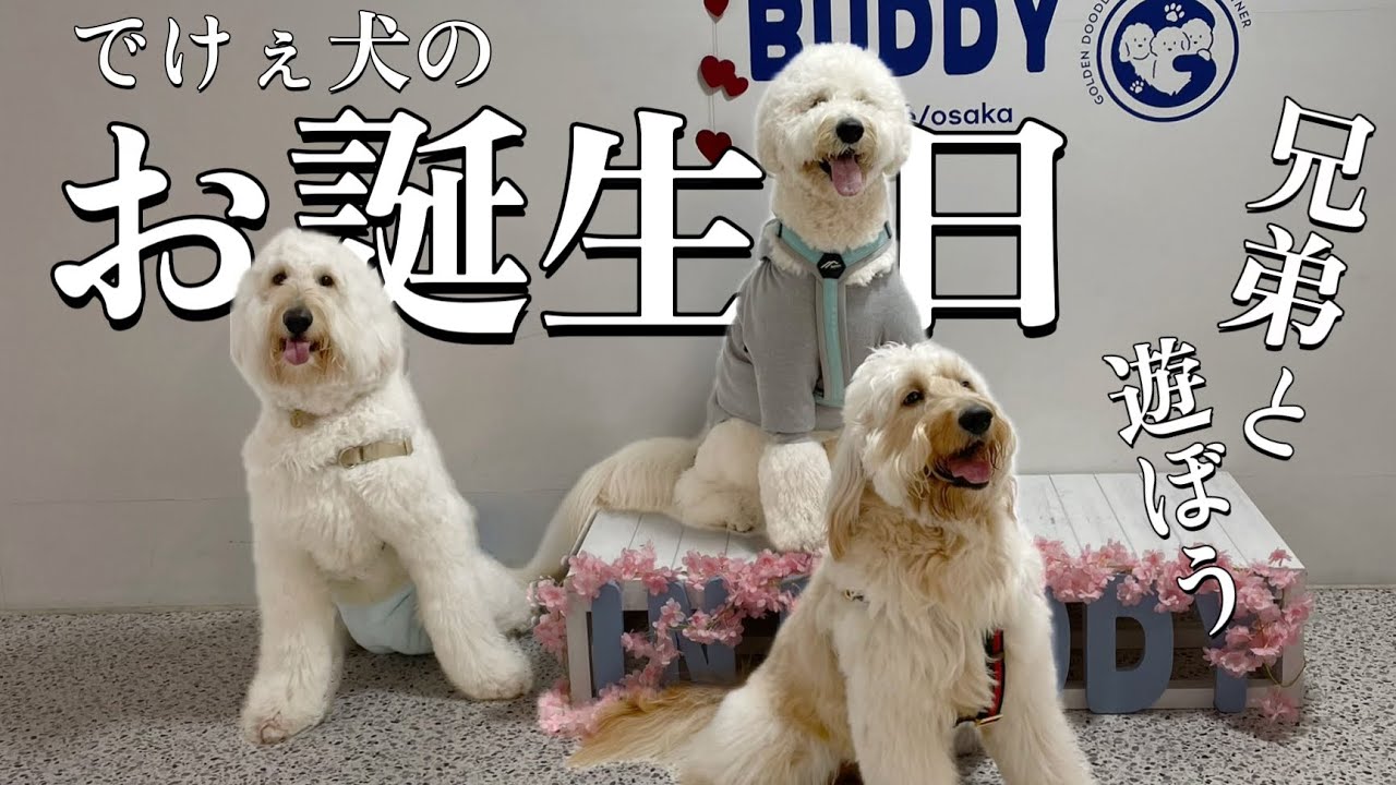 【犬アフレコ】2歳のお誕生日は兄弟と遊んだよ！ゴールデンドゥードルのバースデー