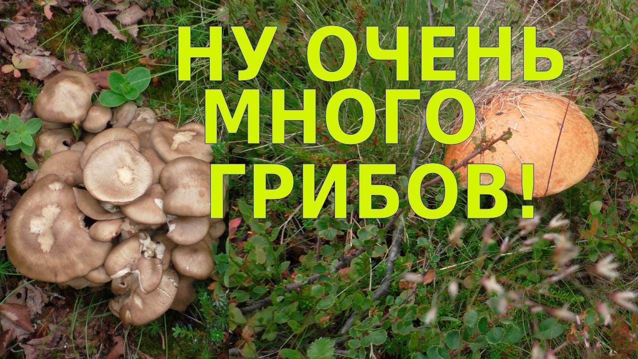 НЕВЕРОЯТНО МНОГО ГРИБОВ - МУРМАНСКАЯ ОБЛАСТЬ 26 июля 2022