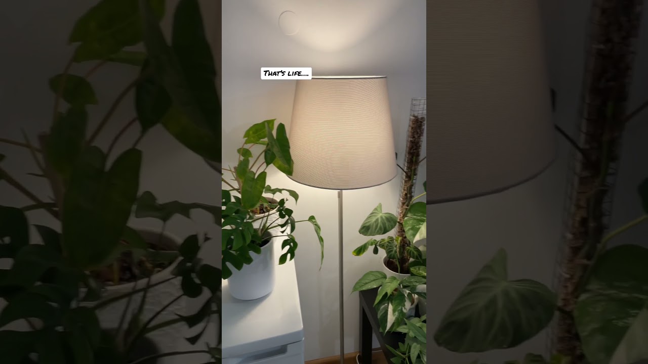 #indoorplants