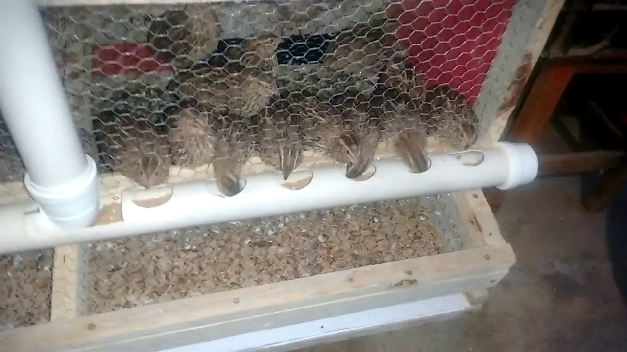 Viveiro pra codornas artesanal em madeira(handmade nursery for quail)