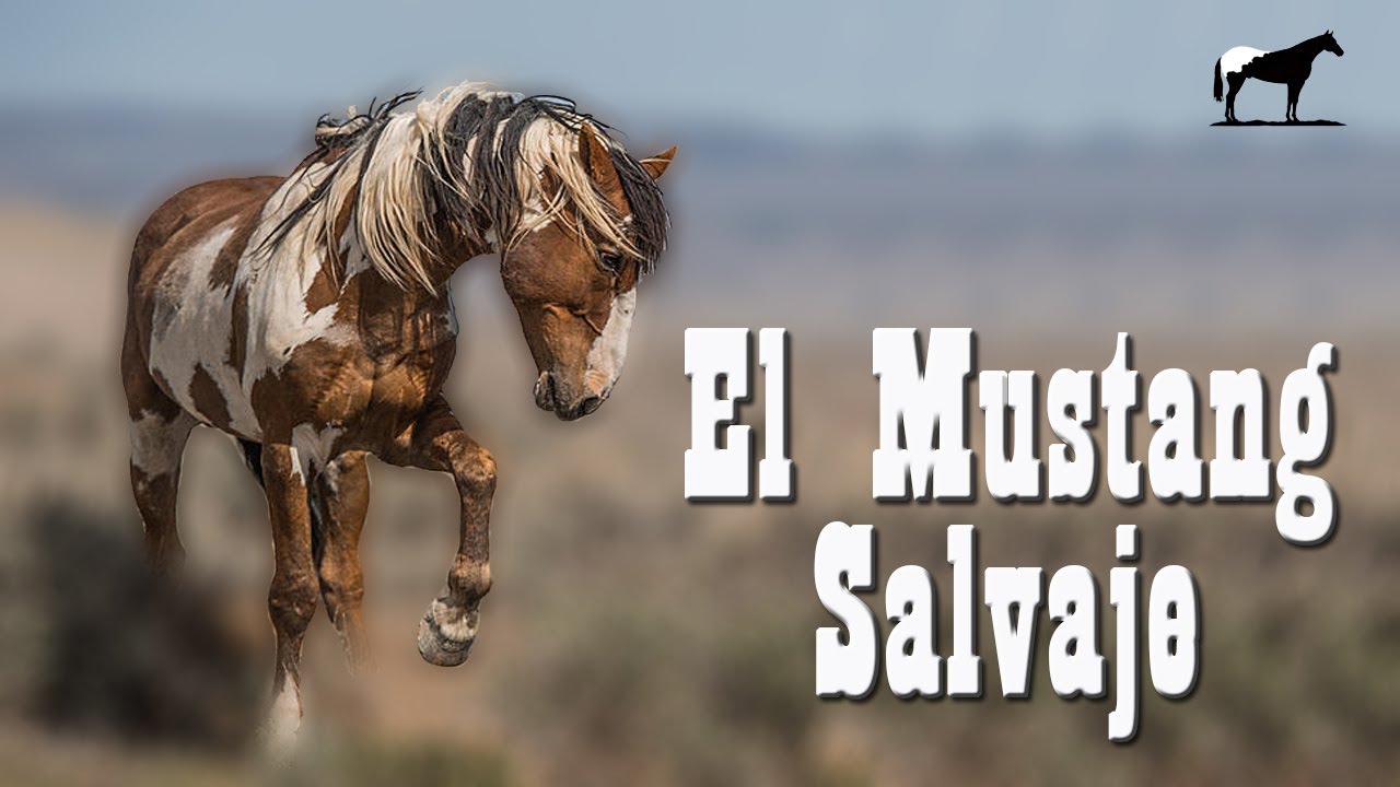 Mustang Salvaje ¿De Que Razas Se Formo? (Líneas De Caballos Mustang) 🐴-Del Cerro Soy