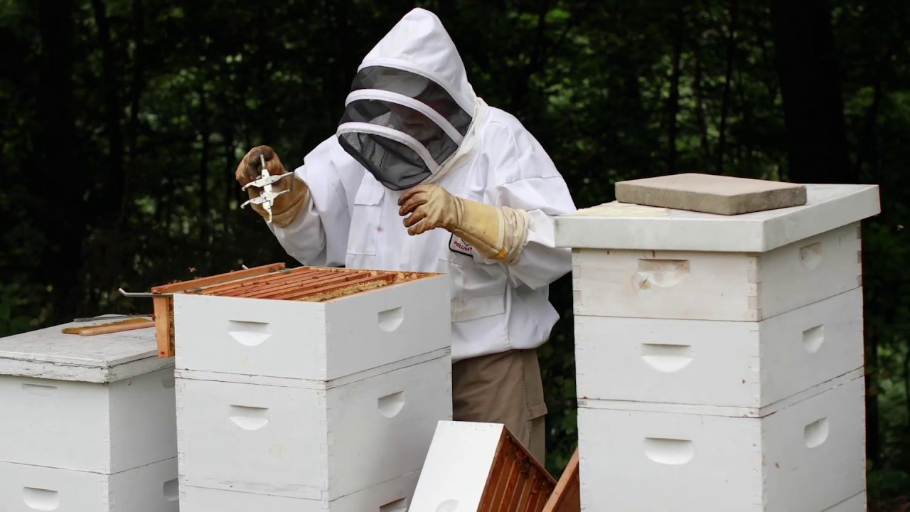 Meet Douglas Heck, a Beekeeper in Taneytown, Maryland - Personal Video Project by Kelly Heck