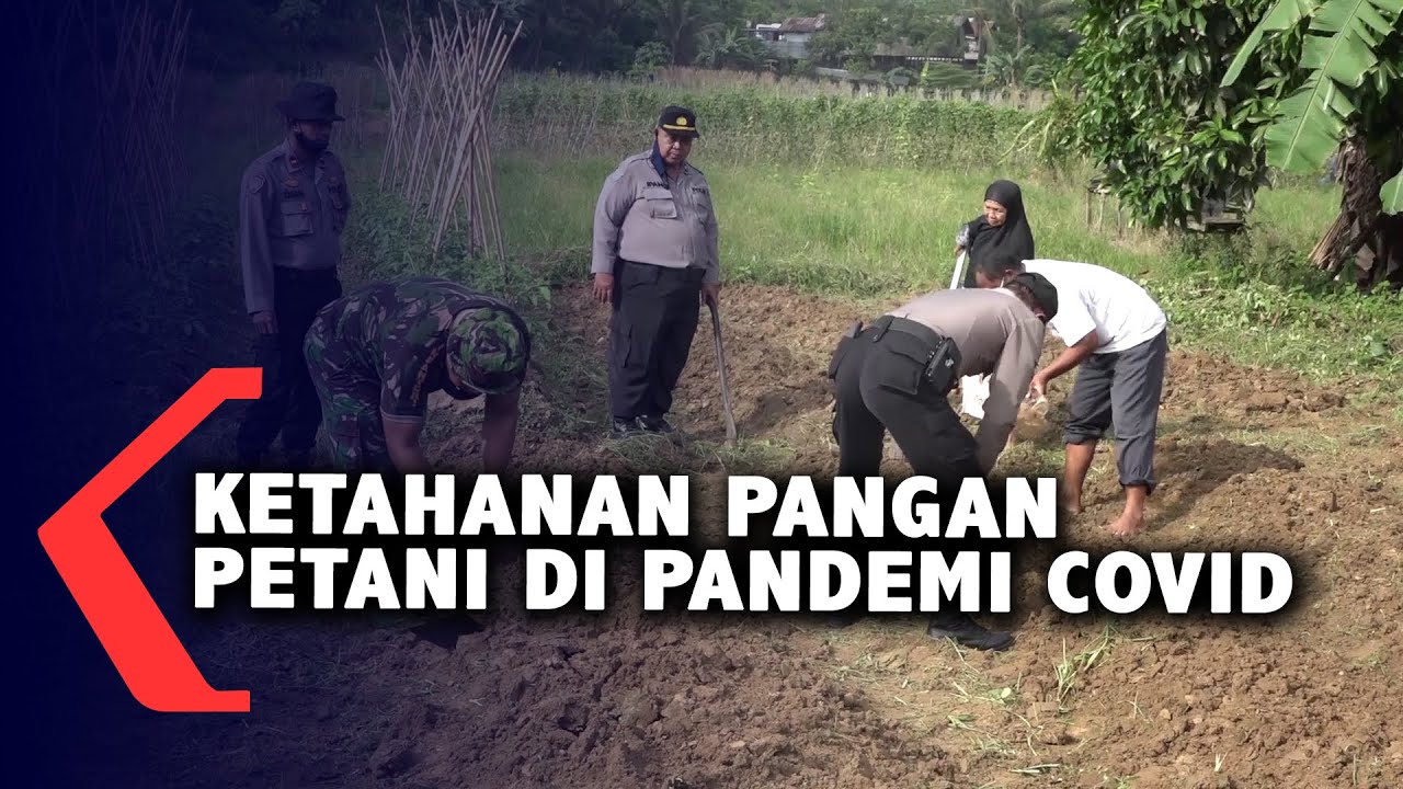 Ketahanan Pangan Petani Samarinda Di Pandemi Covid
