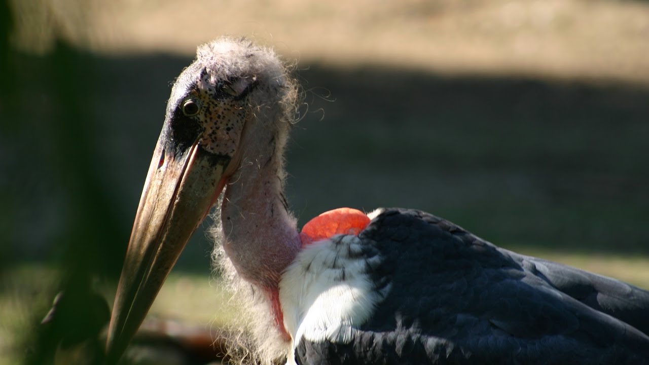 Idemo u Zoo: Marabu