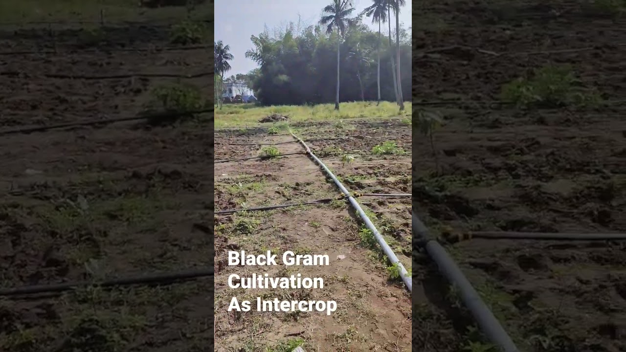 Black Gram Cultivation 
