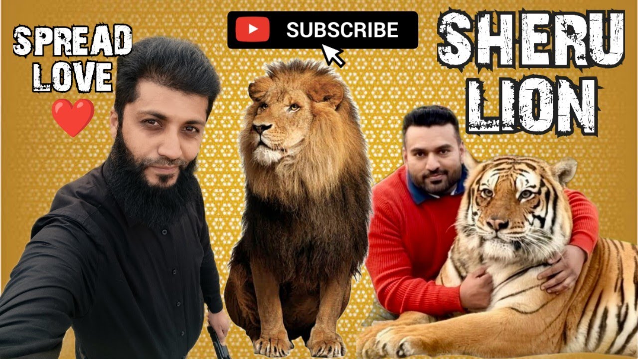 ШЕРУ КОРОЛЬ ЛЕВ🦁🏆❤️ | Самый прирученный ЛЕВ🦁👈 | Ферма дикой природы Файзи❤️📈 | ЗАКЛИНАТЕЛЬНИЦА ЛЬ...