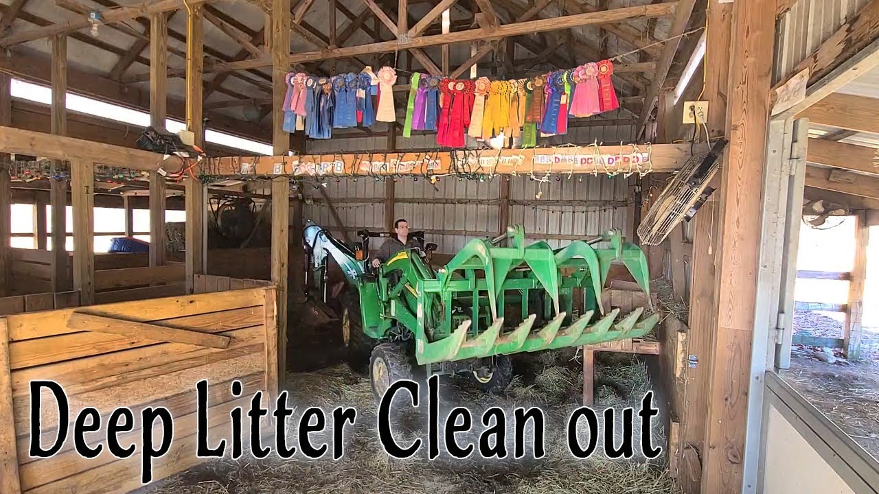 3 Reasons DEEP LITTER is BEST for Goats