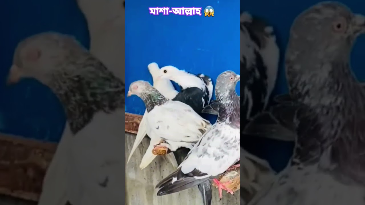 #pigeon